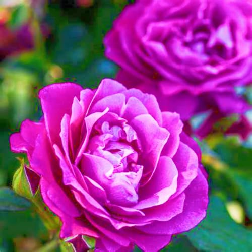 Rosen Pflanzen Winterhart Einfaches Pflanzen Schnelles Wachstum Seltene Rose Bestes Geschenk Schönes Bepflanzen von Staudengärten-3zwiebeln-a Rosen Pflanzen Winterhart Einfaches Pflanzen Schnelles Wachstum Seltene Rose Bestes Geschenk Schönes Bepflanzen von Staudengärten-3zwiebeln-a von IIEDGE