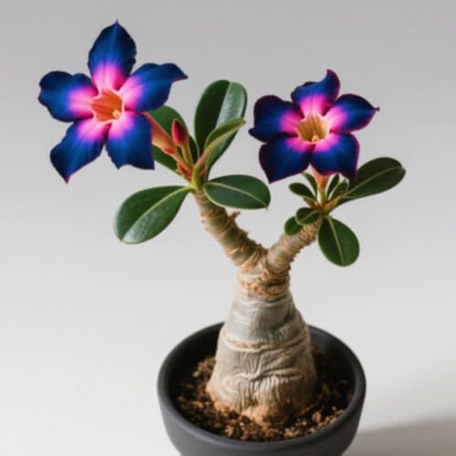 Schnelles Wachstum Seltene Wüstenrose Seltene Wüstenrose Winterhart WüStenrosenknolle Winterhart Schönes Bepflanzen von Staudengärten-1knolle-d Schnelles Wachstum Seltene Wüstenrose Seltene Wüstenrose Winterhart WüStenrosenknolle Winterhart Schönes Bepflanzen von Staudengärten-1knolle-d von IIEDGE