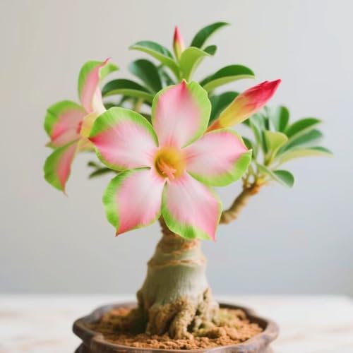 Schnelles Wachstum Seltene Wüstenrose Seltene Wüstenrose Winterhart WüStenrosenknolle Winterhart Schönes Bepflanzen von Staudengärten-2knolle-h von IIEDGE