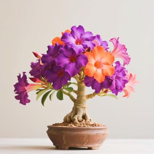 Schnelles Wachstum Seltene Wüstenrose Seltene Wüstenrose Winterhart WüStenrosenknolle Winterhart Schönes Bepflanzen von Staudengärten-3knolle-b Schnelles Wachstum Seltene Wüstenrose Seltene Wüstenrose Winterhart WüStenrosenknolle Winterhart Schönes Bepflanzen von Staudengärten-3knolle-b von IIEDGE