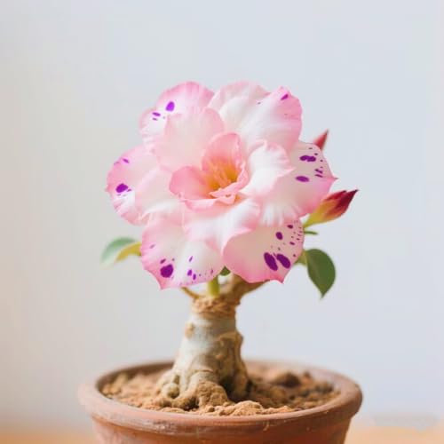 Schnelles Wachstum Seltene Wüstenrose Seltene Wüstenrose Winterhart WüStenrosenknolle Winterhart Schönes Bepflanzen von Staudengärten-4knolle-c von IIEDGE