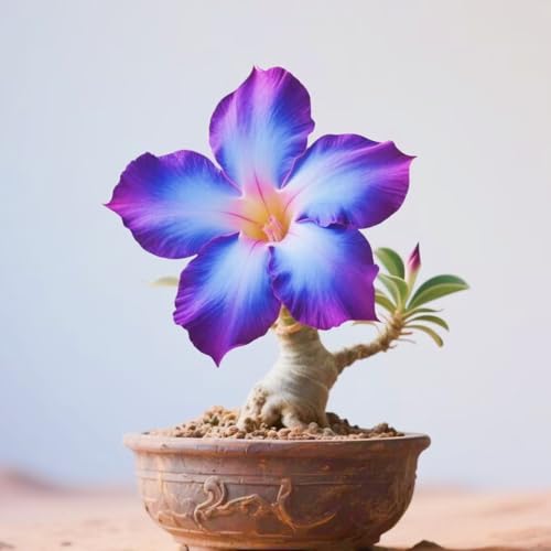 Schnelles Wachstum Seltene Wüstenrose Seltene Wüstenrose Winterhart WüStenrosenknolle Winterhart Schönes Bepflanzen von Staudengärten-4knolle-j von IIEDGE