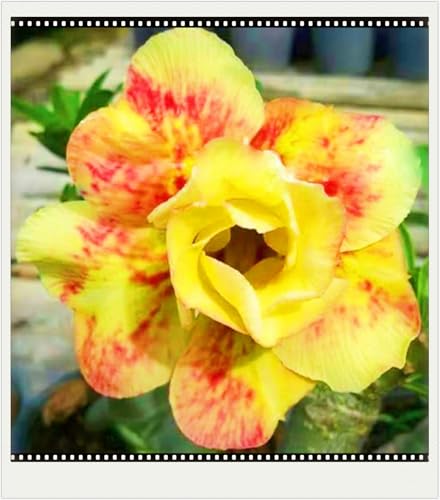 Schnelles Wachstum WüStenrosenknolle Winterhart Seltene Wüstenrose Seltene Wüstenrose Winterhart MehrjäHrig Schönes Bepflanzen von Staudengärten-1knolle-c Schnelles Wachstum WüStenrosenknolle Winterhart Seltene Wüstenrose Seltene Wüstenrose Winterhart MehrjäHrig Schönes Bepflanzen von Staudengärten-1knolle-c von IIEDGE