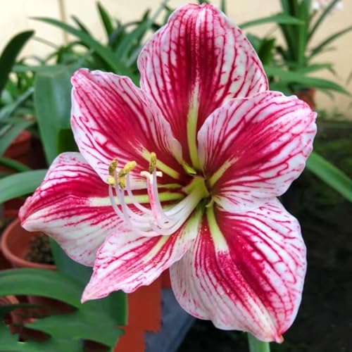 Seltene Amaryllis Amaryllis Rhizome Winterhart,Schnelles Wachstum Seltene Amaryllis Winterhart,Schönes Bepflanzen von Staudengärten-1zwiebeln-i von IIEDGE
