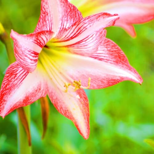 Seltene Amaryllis Amaryllis Rhizome Winterhart,Schnelles Wachstum Seltene Amaryllis Winterhart,Schönes Bepflanzen von Staudengärten-3zwiebeln-a Seltene Amaryllis Amaryllis Rhizome Winterhart,Schnelles Wachstum Seltene Amaryllis Winterhart,Schönes Bepflanzen von Staudengärten-3zwiebeln-a von IIEDGE