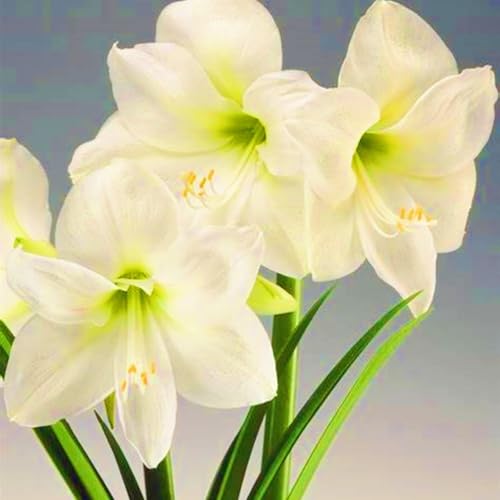 Seltene Amaryllis Amaryllis Rhizome Winterhart,Schnelles Wachstum Seltene Amaryllis Winterhart,Schönes Bepflanzen von Staudengärten-3zwiebeln-b Seltene Amaryllis Amaryllis Rhizome Winterhart,Schnelles Wachstum Seltene Amaryllis Winterhart,Schönes Bepflanzen von Staudengärten-3zwiebeln-b von IIEDGE