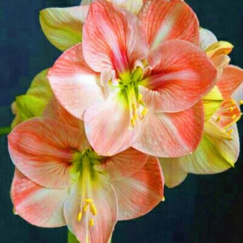 Seltene Amaryllis Amaryllis Rhizome Winterhart,Schnelles Wachstum Seltene Amaryllis Winterhart,Schönes Bepflanzen von Staudengärten-3zwiebeln-g Seltene Amaryllis Amaryllis Rhizome Winterhart,Schnelles Wachstum Seltene Amaryllis Winterhart,Schönes Bepflanzen von Staudengärten-3zwiebeln-g von IIEDGE