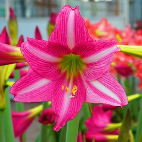 Seltene Amaryllis Amaryllis Rhizome Winterhart,Schnelles Wachstum Seltene Amaryllis Winterhart,Schönes Bepflanzen von Staudengärten-3zwiebeln-h von IIEDGE