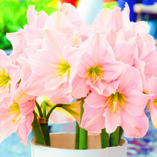 Seltene Amaryllis Amaryllis Rhizome Winterhart,Schnelles Wachstum Seltene Amaryllis Winterhart,Schönes Bepflanzen von Staudengärten-4zwiebeln-d Seltene Amaryllis Amaryllis Rhizome Winterhart,Schnelles Wachstum Seltene Amaryllis Winterhart,Schönes Bepflanzen von Staudengärten-4zwiebeln-d von IIEDGE