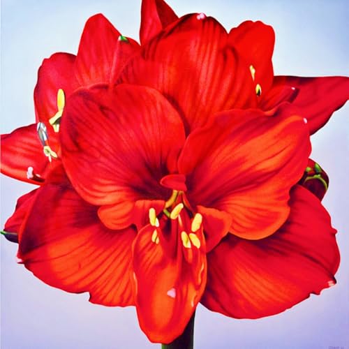 Seltene Amaryllis Amaryllis Rhizome Winterhart,Schnelles Wachstum Seltene Amaryllis Winterhart,Schönes Bepflanzen von Staudengärten-5zwiebeln-f Seltene Amaryllis Amaryllis Rhizome Winterhart,Schnelles Wachstum Seltene Amaryllis Winterhart,Schönes Bepflanzen von Staudengärten-5zwiebeln-f von IIEDGE