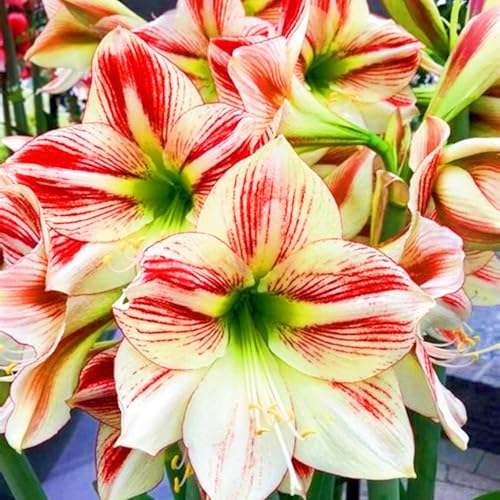 Seltene Amaryllis Amaryllis Zwiebeln Winterhart,Schnelles Wachstum Seltene Amaryllis Winterhart,Schönes Bepflanzen von Staudengärten-2zwiebeln-f Seltene Amaryllis Amaryllis Zwiebeln Winterhart,Schnelles Wachstum Seltene Amaryllis Winterhart,Schönes Bepflanzen von Staudengärten-2zwiebeln-f von IIEDGE