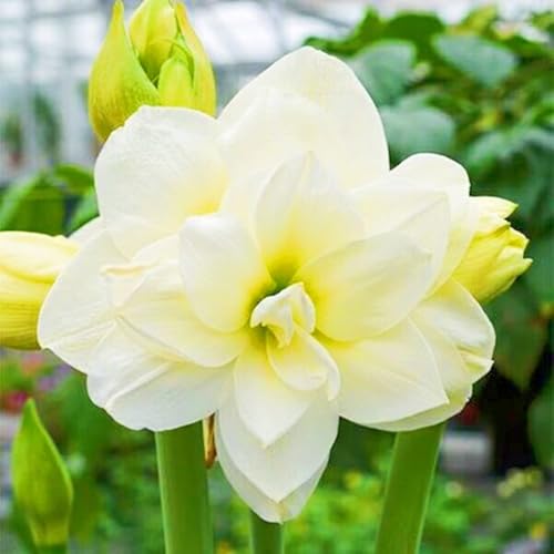 Seltene Amaryllis Amaryllis Zwiebeln Winterhart,Seltene Amaryllis Winterhart MehrjäHrig,Schönes Bepflanzen von Staudengärten von IIEDGE