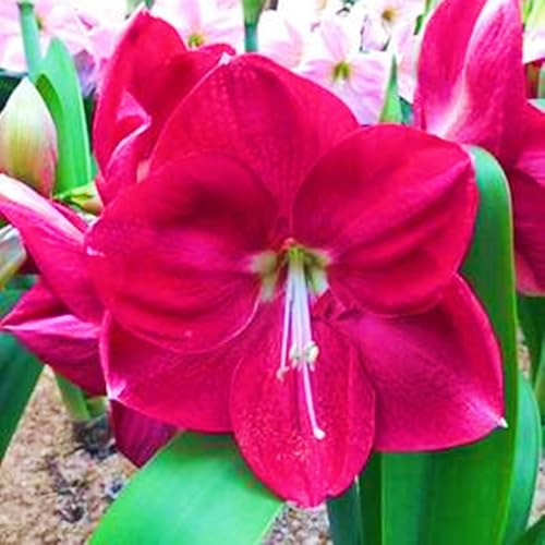 Seltene Amaryllis Amaryllis Zwiebeln Winterhart,Seltene Amaryllis Winterhart MehrjäHrig,Schönes Bepflanzen von Staudengärten von IIEDGE