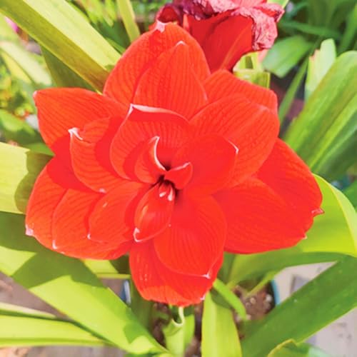 Seltene Amaryllis Amaryllis Zwiebeln Winterhart,Seltene Amaryllis Winterhart MehrjäHrig,Schönes Bepflanzen von Staudengärten von IIEDGE