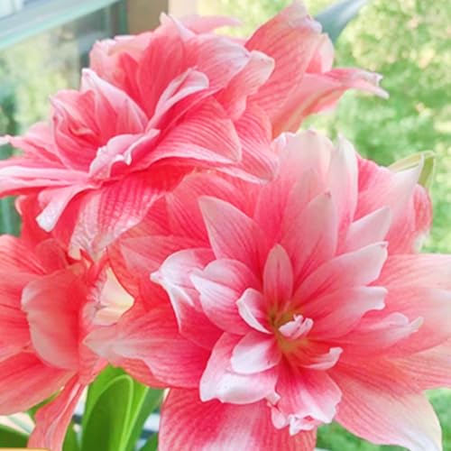 Seltene Amaryllis Amaryllis Zwiebeln Winterhart,Seltene Amaryllis Winterhart MehrjäHrig,Schönes Bepflanzen von Staudengärten von IIEDGE