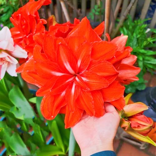 Seltene Amaryllis Amaryllis zwiebeln Winterhart,Seltene Amaryllis Winterhart,Schönes Bepflanzen von Staudengärten-4zwiebeln-c von IIEDGE