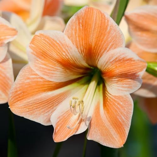 Seltene Amaryllis Winterhart,Seltene Amaryllis Amaryllis Zwiebeln Winterhart,Schönes Bepflanzen von Staudengärten-1zwiebeln-c Seltene Amaryllis Winterhart,Seltene Amaryllis Amaryllis Zwiebeln Winterhart,Schönes Bepflanzen von Staudengärten-1zwiebeln-c von IIEDGE