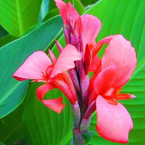 Seltene Canna Bestes Geschenk Winterhart,Canna Rhizome Winterhart Winterharte und mehrjährig-1zwiebeln-d Seltene Canna Bestes Geschenk Winterhart,Canna Rhizome Winterhart Winterharte und mehrjährig-1zwiebeln-d von IIEDGE