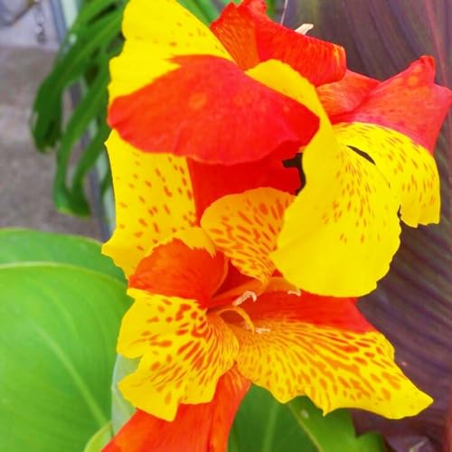 Seltene Canna Bestes Geschenk Winterhart,Canna Rhizome Winterhart Winterharte und mehrjährig-3zwiebeln-e Seltene Canna Bestes Geschenk Winterhart,Canna Rhizome Winterhart Winterharte und mehrjährig-3zwiebeln-e von IIEDGE