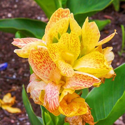 Seltene Canna Bestes Geschenk Winterhart,Canna Rhizome Winterhart Winterharte und mehrjährig-5zwiebeln-g Seltene Canna Bestes Geschenk Winterhart,Canna Rhizome Winterhart Winterharte und mehrjährig-5zwiebeln-g von IIEDGE