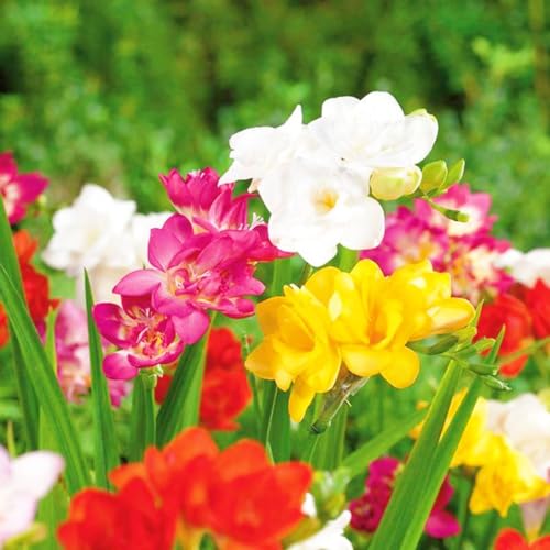 Seltene Freesie Winterhart,Schnelles Wachstum Freesien Rhizome,Seltene Freesie Schönes Bepflanzen von Staudengärten-5zwiebeln-f Seltene Freesie Winterhart,Schnelles Wachstum Freesien Rhizome,Seltene Freesie Schönes Bepflanzen von Staudengärten-5zwiebeln-f von IIEDGE