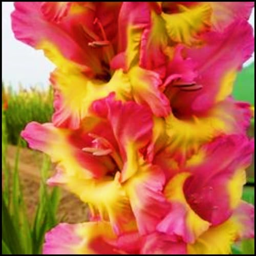 Seltene Gladiole Seltene Gladiole Winterhart,Schnelles Wachstum Gladiolenpflanze Schönes Bepflanzen von Staudengärten-10zwiebeln-c Seltene Gladiole Seltene Gladiole Winterhart,Schnelles Wachstum Gladiolenpflanze Schönes Bepflanzen von Staudengärten-10zwiebeln-c von IIEDGE