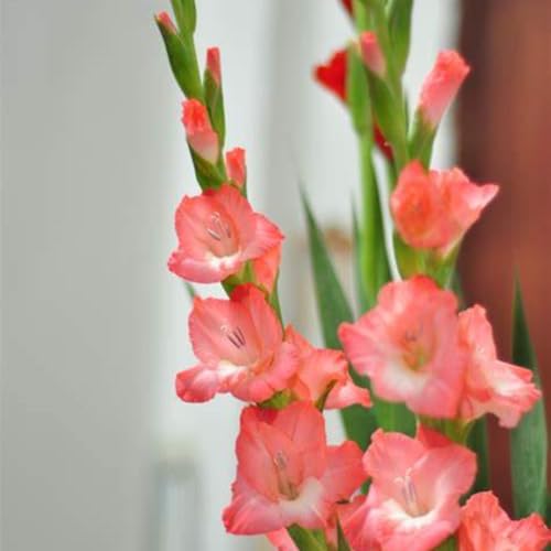 Seltene Gladiole Winterhart,Schnelles Wachstum Gladiolen Zwiebeln Winterhart,Gladiolenpflanze Seltene Gladiole Schönes Bepflanzen von Staudengärten-15zwiebeln-f Seltene Gladiole Winterhart,Schnelles Wachstum Gladiolen Zwiebeln Winterhart,Gladiolenpflanze Seltene Gladiole Schönes Bepflanzen von Staudengärten-15zwiebeln-f von IIEDGE