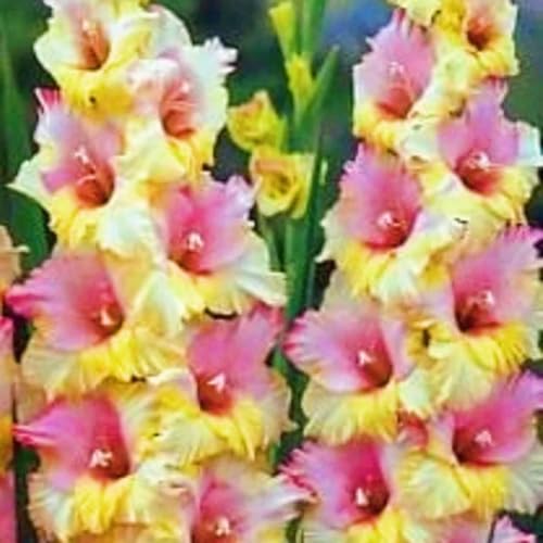 Seltene Gladiole Winterhart MehrjäHrig,Seltene Gladiole Gladiolen Zwiebeln Winterhart,Gladiolenpflanze Schönes Bepflanzen von Staudengärten-10zwiebeln-d Seltene Gladiole Winterhart MehrjäHrig,Seltene Gladiole Gladiolen Zwiebeln Winterhart,Gladiolenpflanze Schönes Bepflanzen von Staudengärten-10zwiebeln-d von IIEDGE