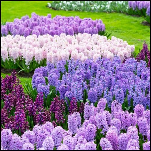 Seltene Hyazinthe Winterhart,Schnelles Wachstum Seltene Hyazinthe HyazinthenRhizome Winterhart Schönes Bepflanzen von Staudengärten-2zwiebeln-a Seltene Hyazinthe Winterhart,Schnelles Wachstum Seltene Hyazinthe HyazinthenRhizome Winterhart Schönes Bepflanzen von Staudengärten-2zwiebeln-a von IIEDGE