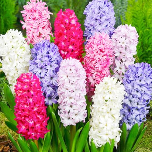 Seltene Hyazinthe Winterhart,Schnelles Wachstum Seltene Hyazinthe HyazinthenRhizome Winterhart Schönes Bepflanzen von Staudengärten-2zwiebeln-e Seltene Hyazinthe Winterhart,Schnelles Wachstum Seltene Hyazinthe HyazinthenRhizome Winterhart Schönes Bepflanzen von Staudengärten-2zwiebeln-e von IIEDGE