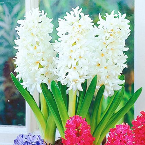 Seltene Hyazinthe Winterhart,Schnelles Wachstum Seltene Hyazinthe HyazinthenRhizome Winterhart Schönes Bepflanzen von Staudengärten-6zwiebeln-h Seltene Hyazinthe Winterhart,Schnelles Wachstum Seltene Hyazinthe HyazinthenRhizome Winterhart Schönes Bepflanzen von Staudengärten-6zwiebeln-h von IIEDGE