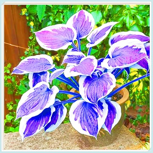 Seltene Pflanzen Hosta Pflanze Hosta Rhizome Winterhart Bestes Geschenk Einfaches Pflanzen Schönes Bepflanzen von Staudengärten-10zwiebeln-f Seltene Pflanzen Hosta Pflanze Hosta Rhizome Winterhart Bestes Geschenk Einfaches Pflanzen Schönes Bepflanzen von Staudengärten-10zwiebeln-f von IIEDGE