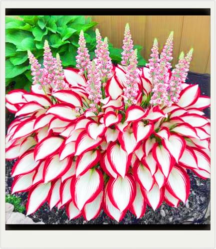 Seltene Pflanzen Hosta Pflanze Hosta Rhizome Winterhart Bestes Geschenk Einfaches Pflanzen Schönes Bepflanzen von Staudengärten-15zwiebeln-c Seltene Pflanzen Hosta Pflanze Hosta Rhizome Winterhart Bestes Geschenk Einfaches Pflanzen Schönes Bepflanzen von Staudengärten-15zwiebeln-c von IIEDGE