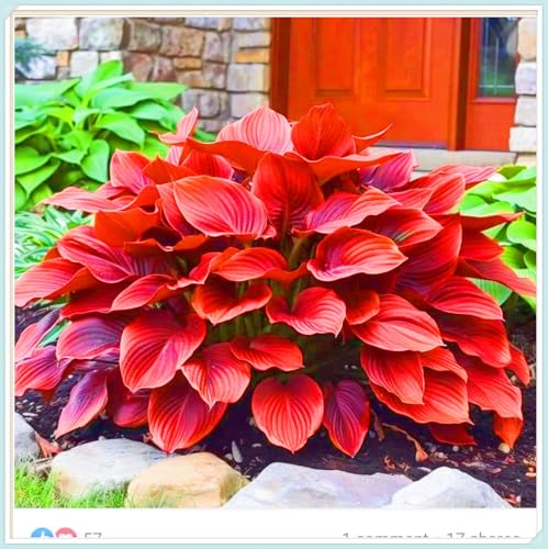 Seltene Pflanzen Hosta Pflanze Hosta Rhizome Winterhart Bestes Geschenk Einfaches Pflanzen Schönes Bepflanzen von Staudengärten-15zwiebeln-i Seltene Pflanzen Hosta Pflanze Hosta Rhizome Winterhart Bestes Geschenk Einfaches Pflanzen Schönes Bepflanzen von Staudengärten-15zwiebeln-i von IIEDGE