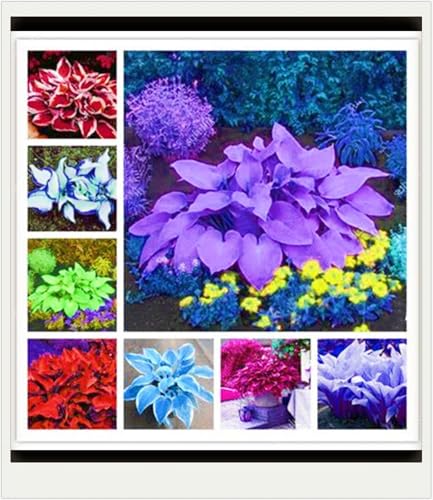 Seltene Pflanzen Hosta Pflanze Hosta Rhizome Winterhart Bestes Geschenk Einfaches Pflanzen Schönes Bepflanzen von Staudengärten-4zwiebeln-a Seltene Pflanzen Hosta Pflanze Hosta Rhizome Winterhart Bestes Geschenk Einfaches Pflanzen Schönes Bepflanzen von Staudengärten-4zwiebeln-a von IIEDGE