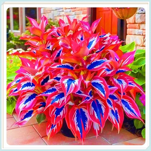 Seltene Pflanzen Hosta Pflanze Hosta Rhizome Winterhart Bestes Geschenk Einfaches Pflanzen Schönes Bepflanzen von Staudengärten-6zwiebeln-b Seltene Pflanzen Hosta Pflanze Hosta Rhizome Winterhart Bestes Geschenk Einfaches Pflanzen Schönes Bepflanzen von Staudengärten-6zwiebeln-b von IIEDGE