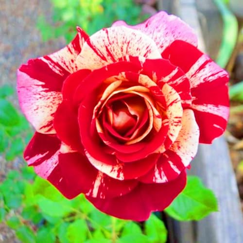 Seltene Rose Rosen Pflanzen Winterhart Einfaches Pflanzen Schnelles Wachstum Bestes Geschenk Schönes Bepflanzen von Staudengärten-4zwiebeln-g Seltene Rose Rosen Pflanzen Winterhart Einfaches Pflanzen Schnelles Wachstum Bestes Geschenk Schönes Bepflanzen von Staudengärten-4zwiebeln-g von IIEDGE