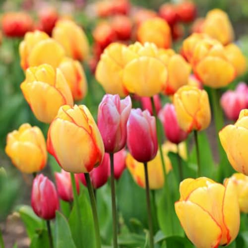 Seltene Tulpen Seltene Tulpen Winterhart,Schnelles Wachstum TulpenRhizome Winterhart,Schönes Bepflanzen von Staudengärten-10zwiebeln-f Seltene Tulpen Seltene Tulpen Winterhart,Schnelles Wachstum TulpenRhizome Winterhart,Schönes Bepflanzen von Staudengärten-10zwiebeln-f von IIEDGE