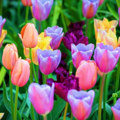 Seltene Tulpen Seltene Tulpen Winterhart,Schnelles Wachstum TulpenRhizome Winterhart,Schönes Bepflanzen von Staudengärten-15zwiebeln-c von IIEDGE