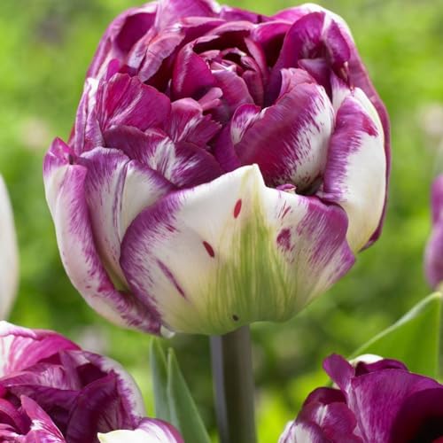 Seltene Tulpen Seltene Tulpen Winterhart,Schnelles Wachstum TulpenRhizome Winterhart,Schönes Bepflanzen von Staudengärten-15zwiebeln-g von IIEDGE