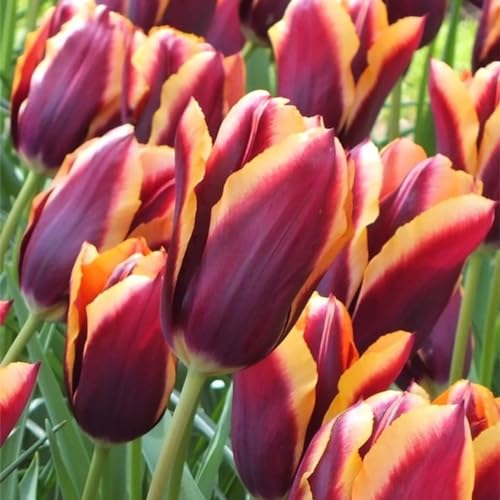 Seltene Tulpen Seltene Tulpen Winterhart,Schnelles Wachstum TulpenRhizome Winterhart,Schönes Bepflanzen von Staudengärten-25zwiebeln-h Seltene Tulpen Seltene Tulpen Winterhart,Schnelles Wachstum TulpenRhizome Winterhart,Schönes Bepflanzen von Staudengärten-25zwiebeln-h von IIEDGE