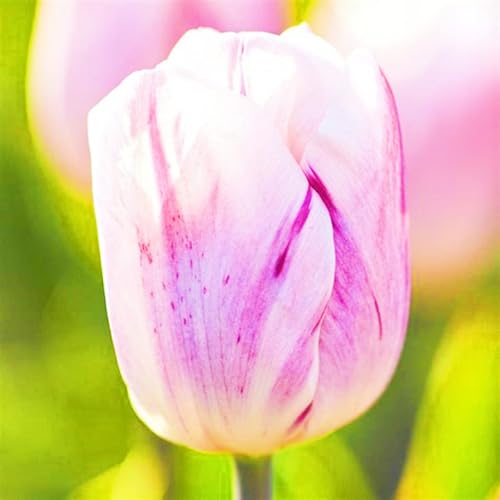 Seltene Tulpen Seltene Tulpen Winterhart,Schnelles Wachstum Tulpenzwiebeln Winterhart,Schönes Bepflanzen von Staudengärten-10zwiebeln-h Seltene Tulpen Seltene Tulpen Winterhart,Schnelles Wachstum Tulpenzwiebeln Winterhart,Schönes Bepflanzen von Staudengärten-10zwiebeln-h von IIEDGE