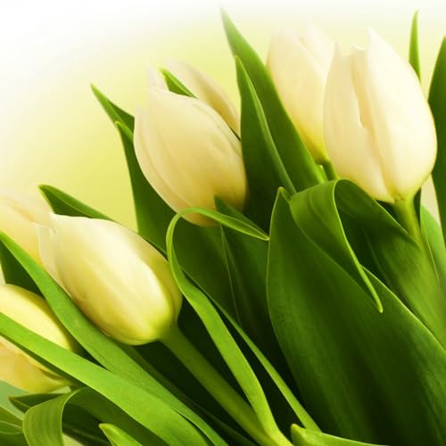 Seltene Tulpen Tulpenzwiebeln Winterhart,Seltene Tulpen Winterhart MehrjäHrig,Schönes Bepflanzen von Staudengärten von IIEDGE