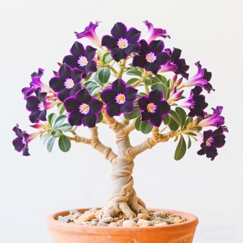 Seltene Wüstenrose Seltene Wüstenrose Winterhart WüStenrosenknolle Winterhart Schönes Bepflanzen von Staudengärten-1knolle-c Seltene Wüstenrose Seltene Wüstenrose Winterhart WüStenrosenknolle Winterhart Schönes Bepflanzen von Staudengärten-1knolle-c von IIEDGE