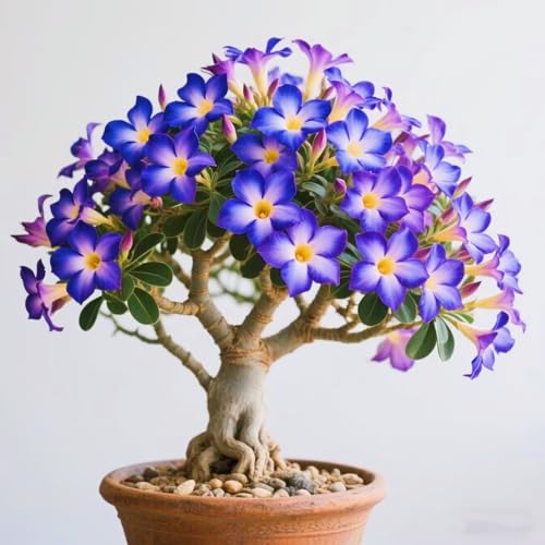 Seltene Wüstenrose Seltene Wüstenrose Winterhart WüStenrosenknolle Winterhart Schönes Bepflanzen von Staudengärten-1knolle-h Seltene Wüstenrose Seltene Wüstenrose Winterhart WüStenrosenknolle Winterhart Schönes Bepflanzen von Staudengärten-1knolle-h von IIEDGE