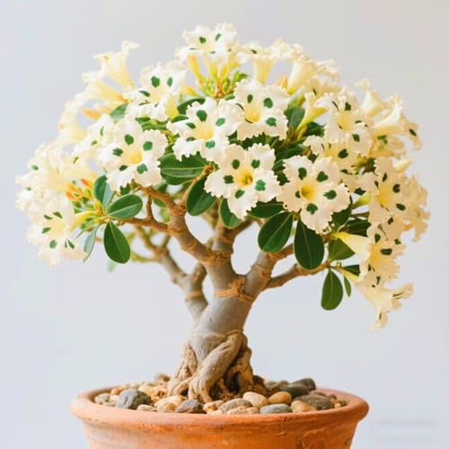 Seltene Wüstenrose Seltene Wüstenrose Winterhart WüStenrosenknolle Winterhart Schönes Bepflanzen von Staudengärten-1knolle-i von IIEDGE