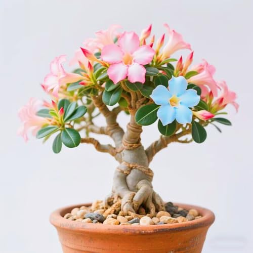 Seltene Wüstenrose Seltene Wüstenrose Winterhart WüStenrosenknolle Winterhart Schönes Bepflanzen von Staudengärten-3knolle-a von IIEDGE