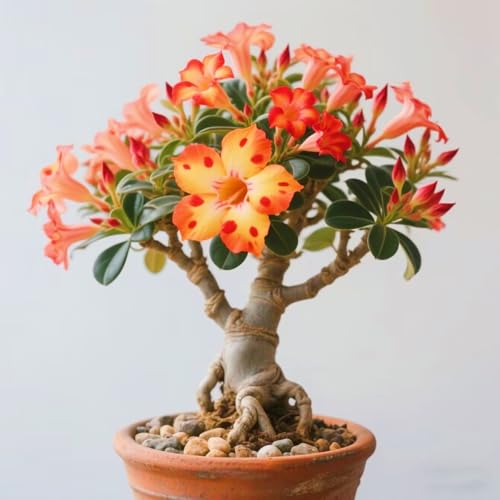 Seltene Wüstenrose Seltene Wüstenrose Winterhart WüStenrosenknolle Winterhart Schönes Bepflanzen von Staudengärten-3knolle-b von IIEDGE