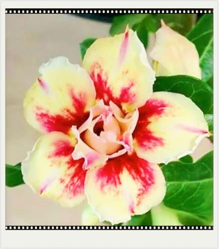 Seltene Wüstenrose Winterhart Schnelles Wachstum WüStenrosenknolle Winterhart Seltene Wüstenrose Schönes Bepflanzen von Staudengärten-4knolle-f Seltene Wüstenrose Winterhart Schnelles Wachstum WüStenrosenknolle Winterhart Seltene Wüstenrose Schönes Bepflanzen von Staudengärten-4knolle-f von IIEDGE