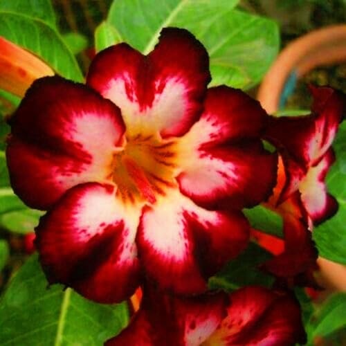 Seltene Wüstenrose Winterhart WüStenrosenknolle Winterhart Seltene Wüstenrose Schnelles Wachstum Schönes Bepflanzen von Staudengärten-1knolle-a von IIEDGE